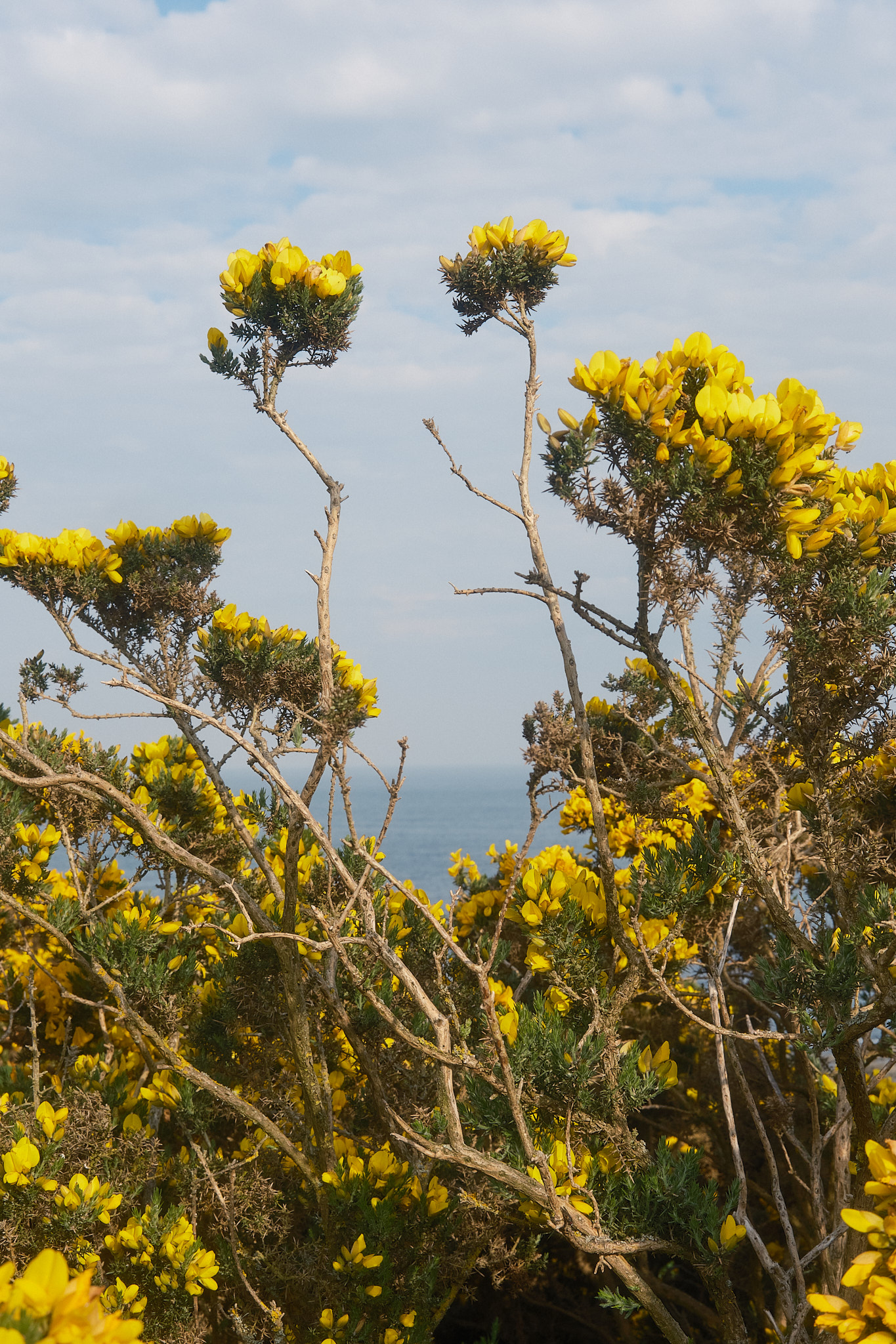 Easter Ross Peninsula - 2024