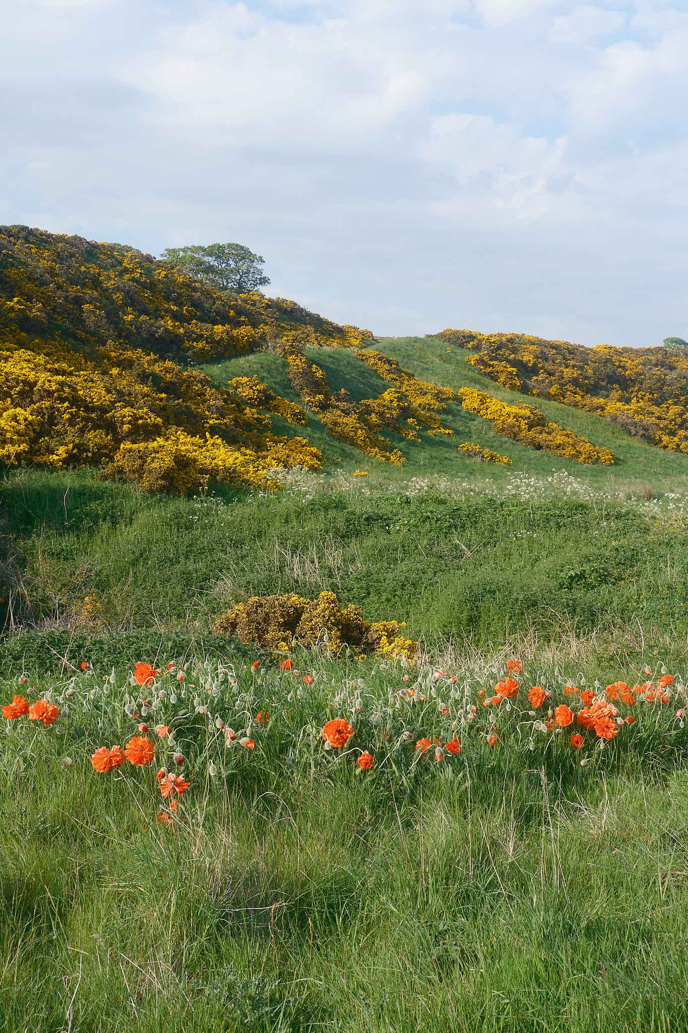 Easter Ross Peninsula - 2024