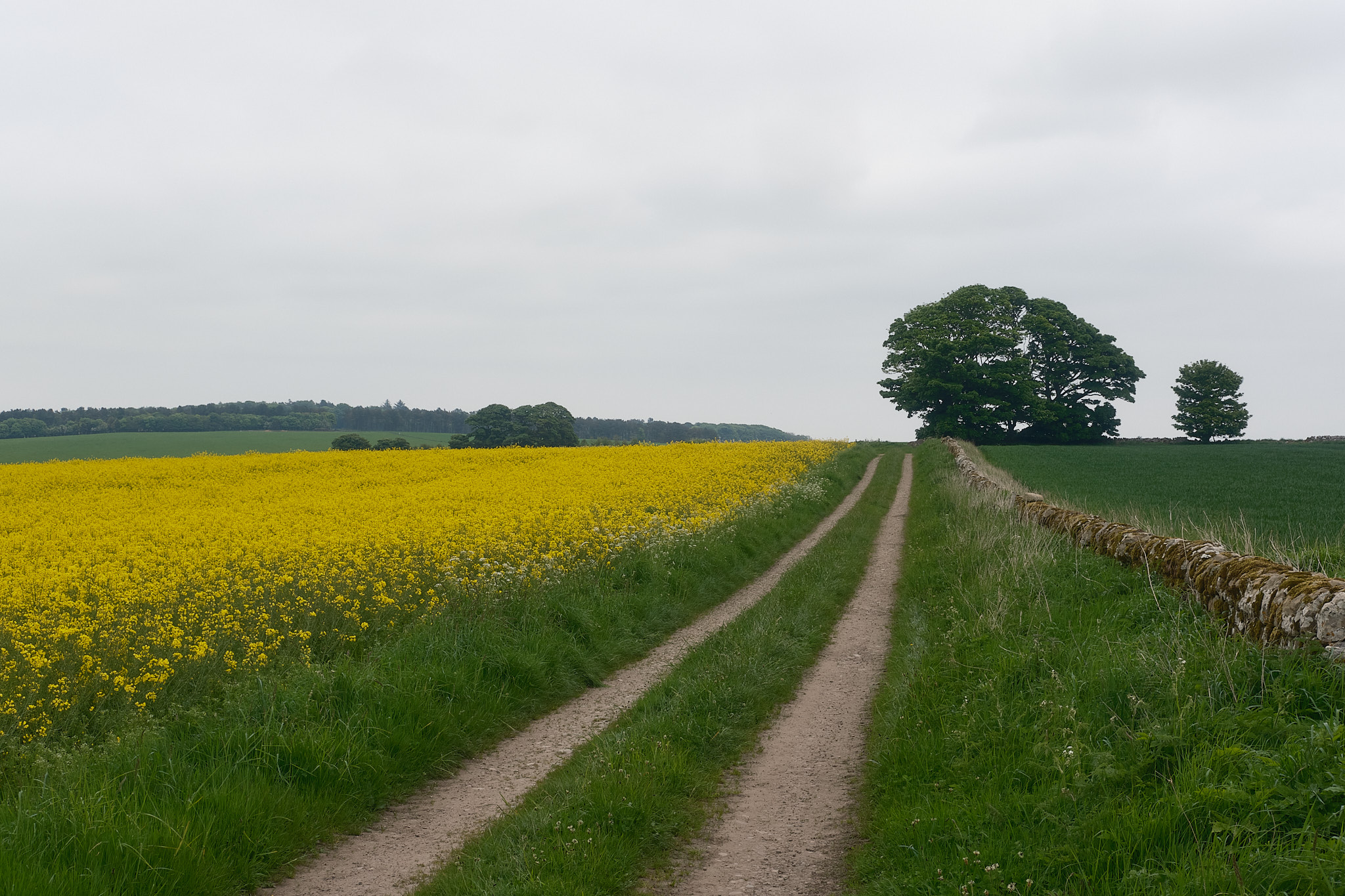 Easter Ross Peninsula - 2024