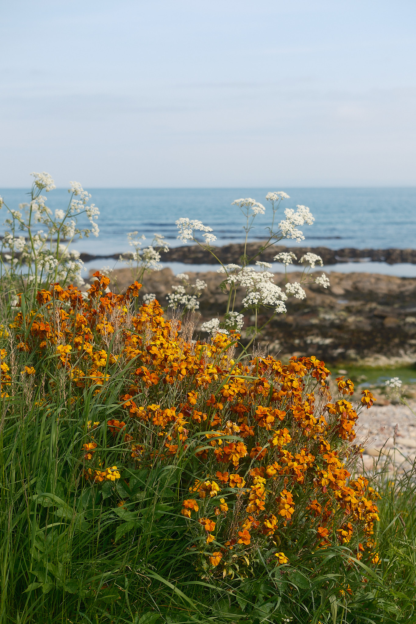 Easter Ross Peninsula - 2024