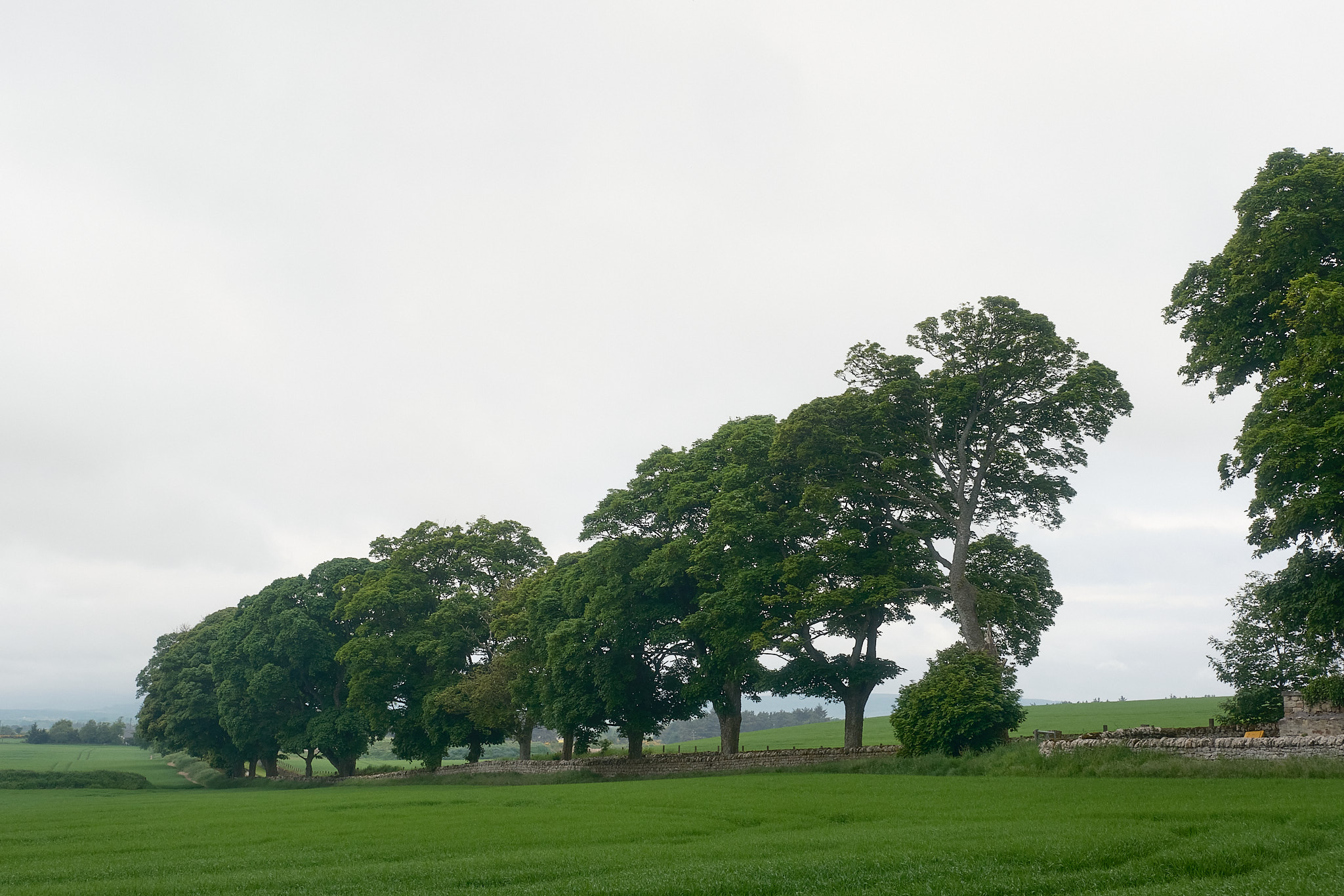 Easter Ross Peninsula - 2024