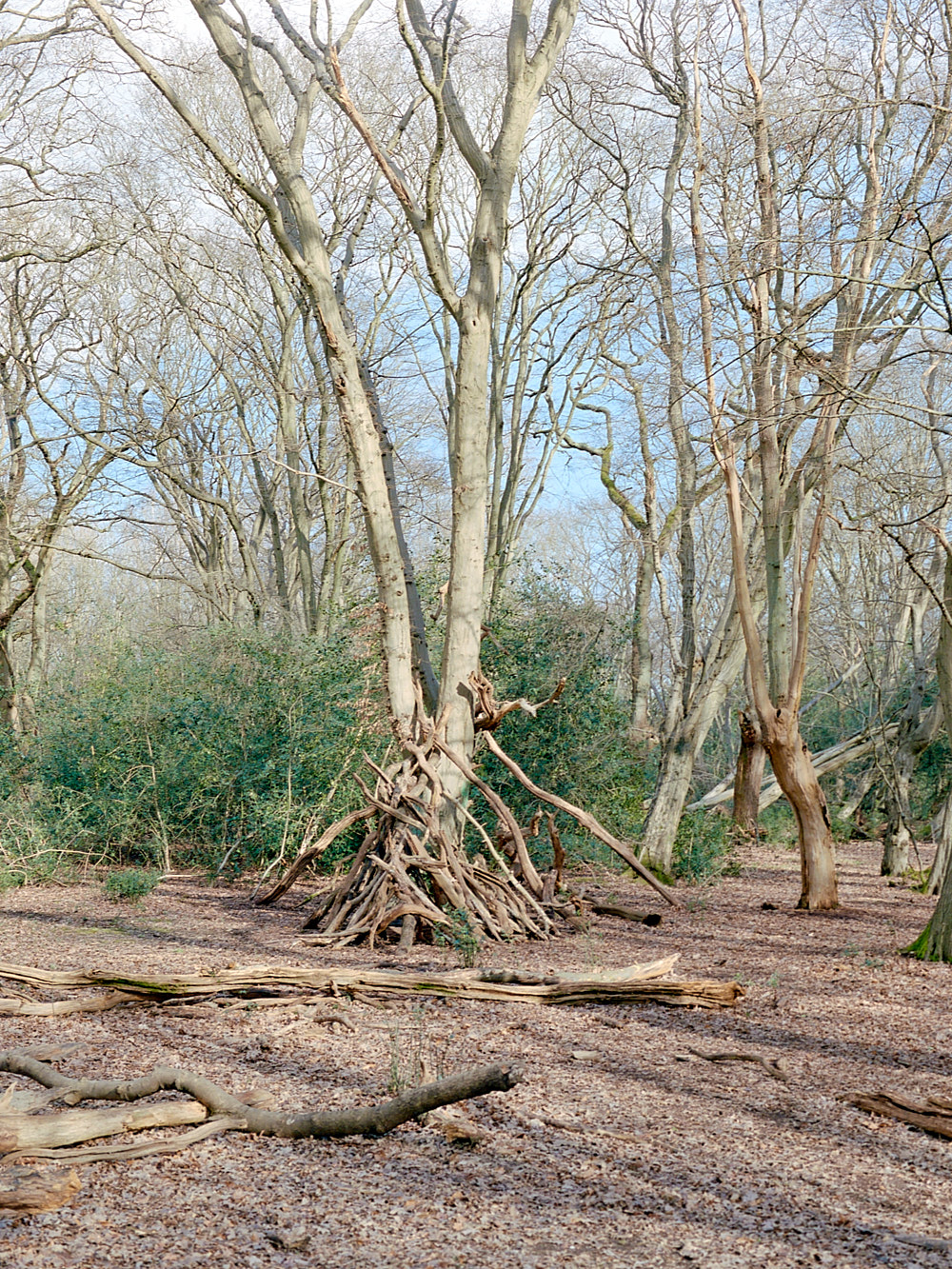 Epping Forest, Winter 2021