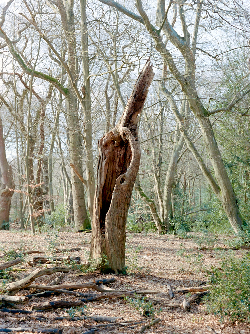 Epping Forest, Winter 2021