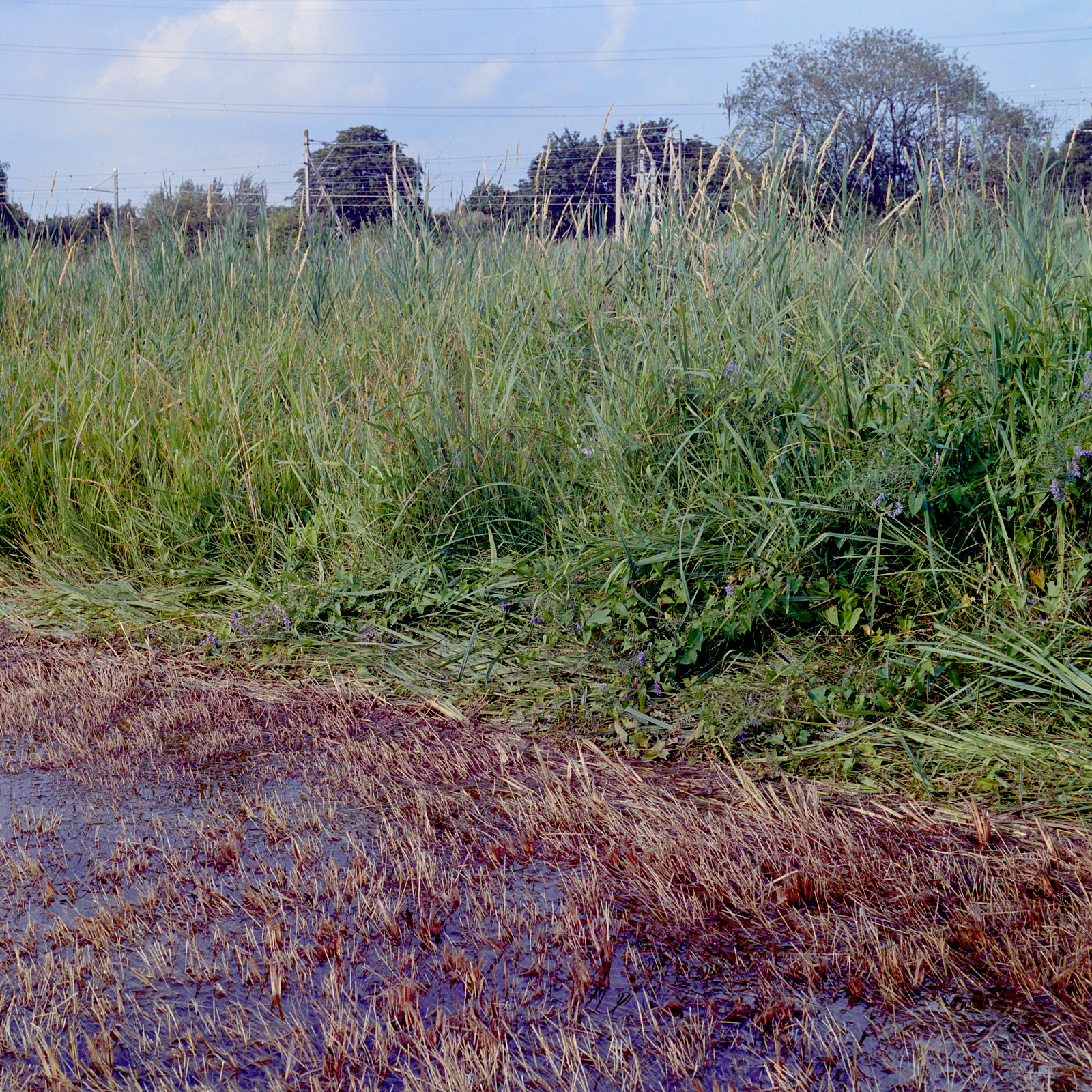 Lammas Meadow, Walthamstow Marshes