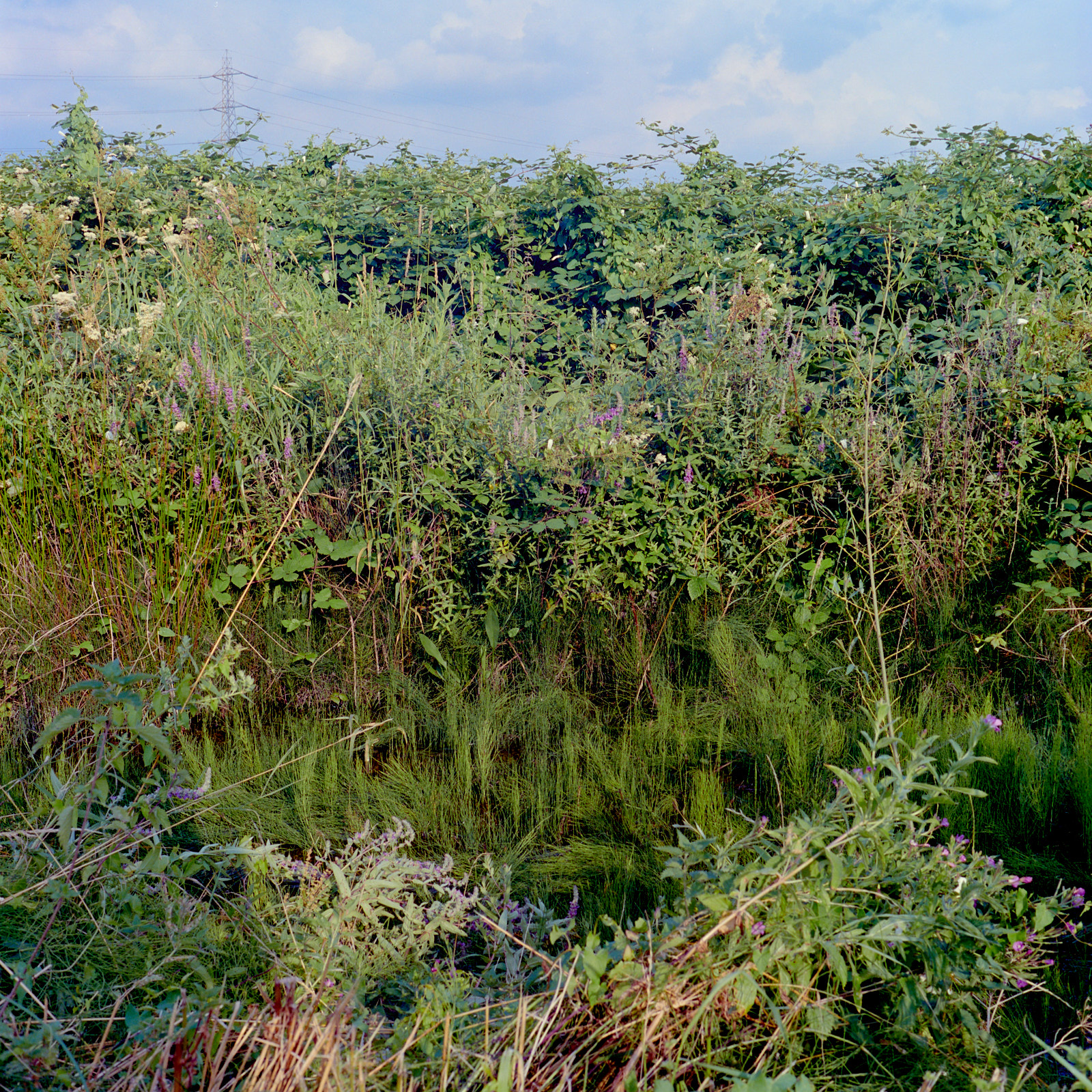 Lammas Meadow, Walthamstow Marshes