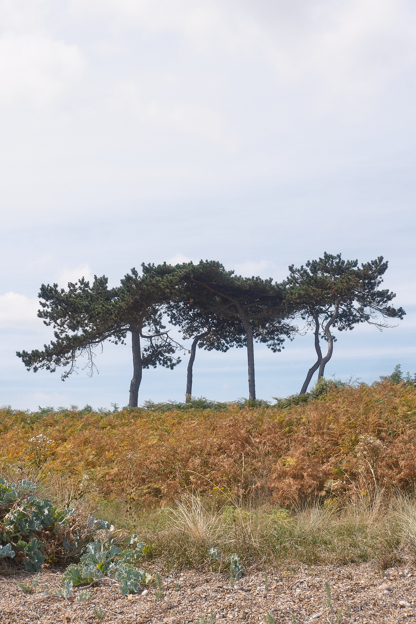 Sizewell, Suffolk