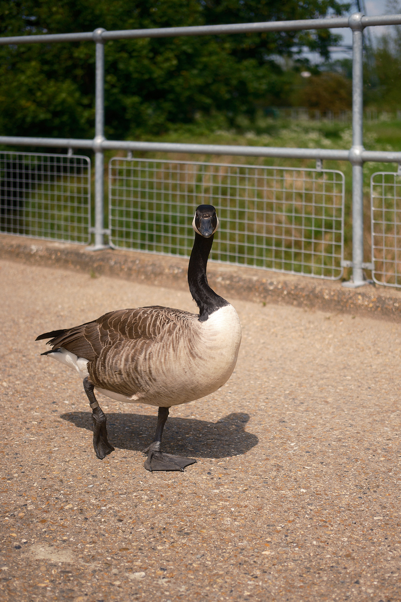 goose