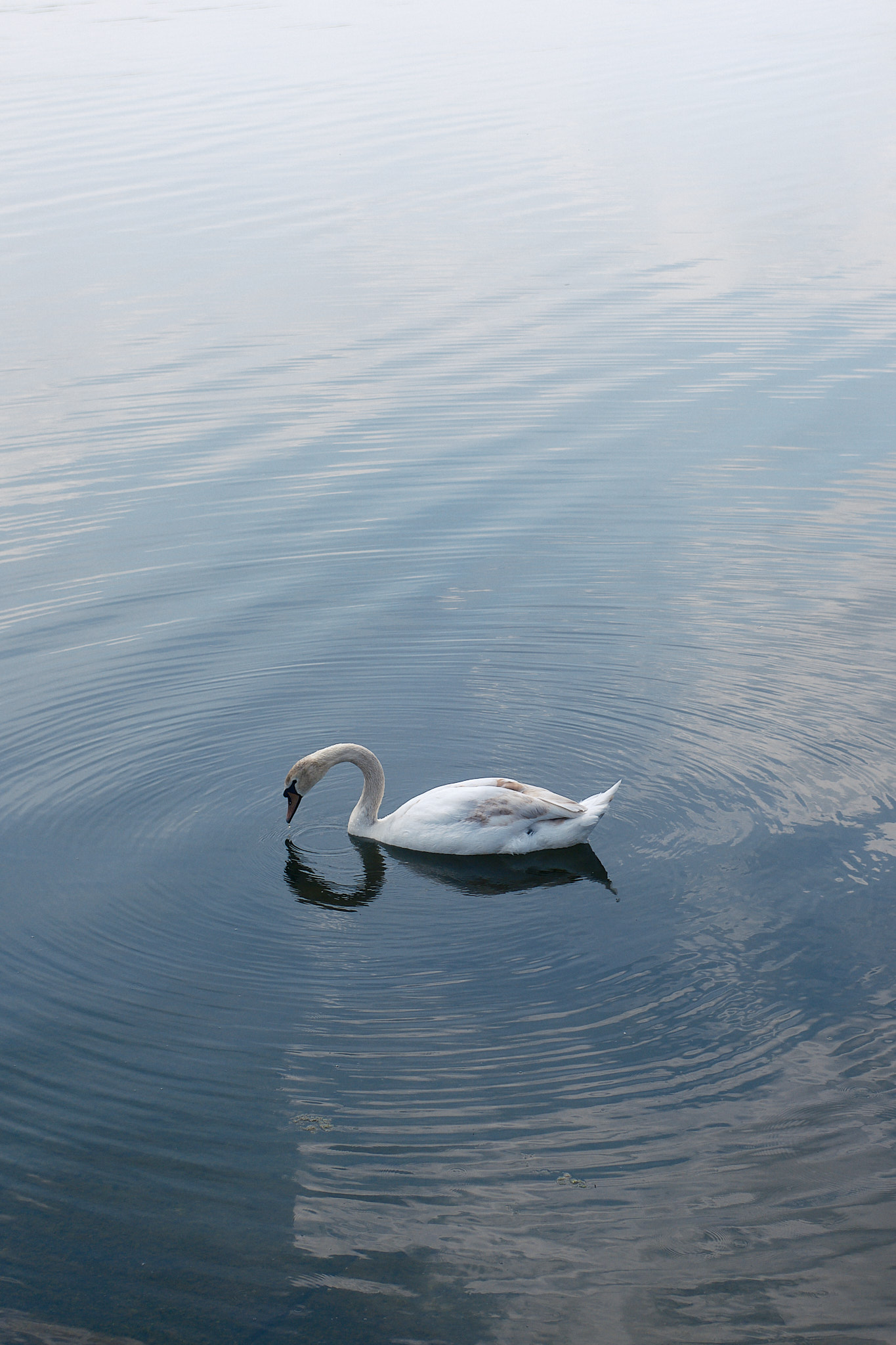 swan in water