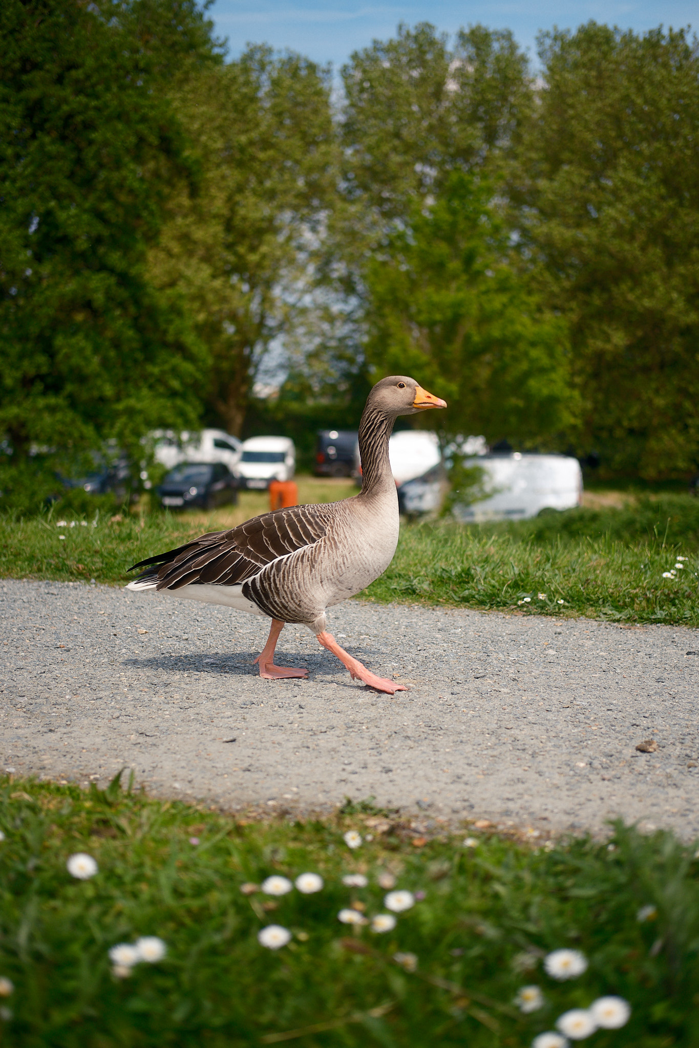 strolling goose