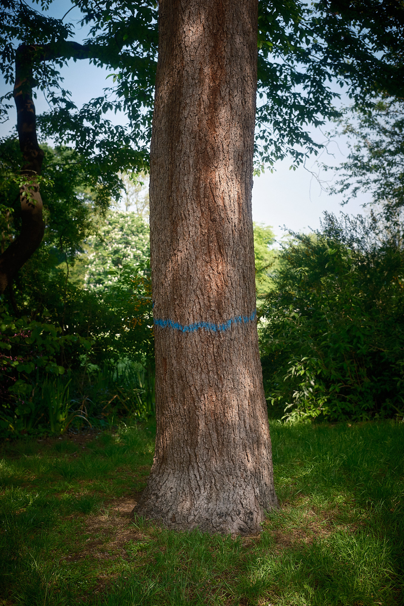 tree with painted line