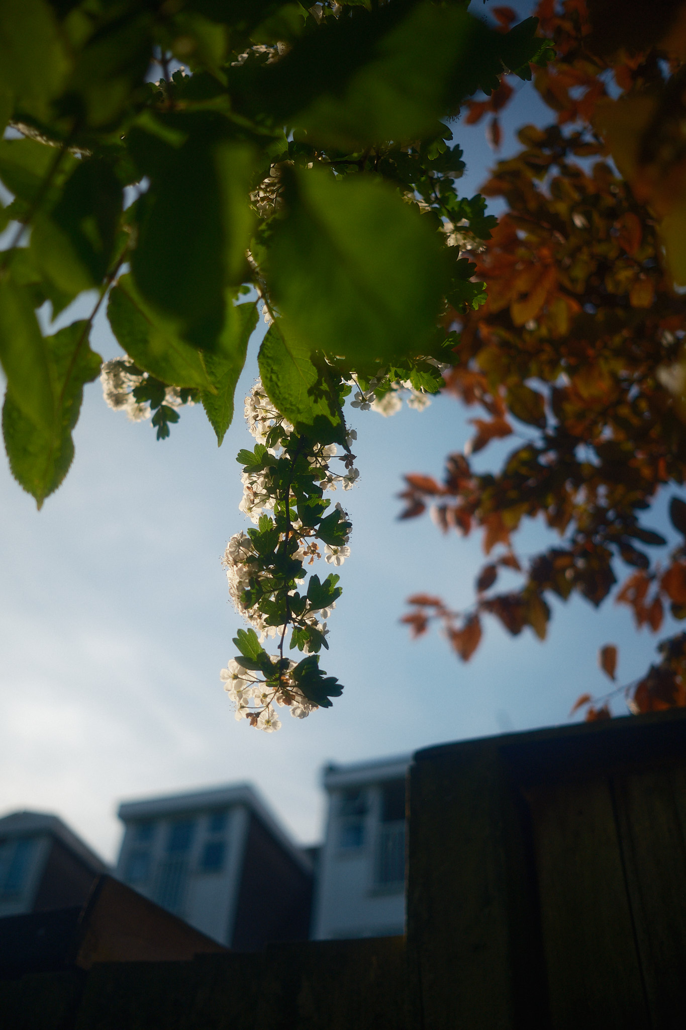 hanging branch