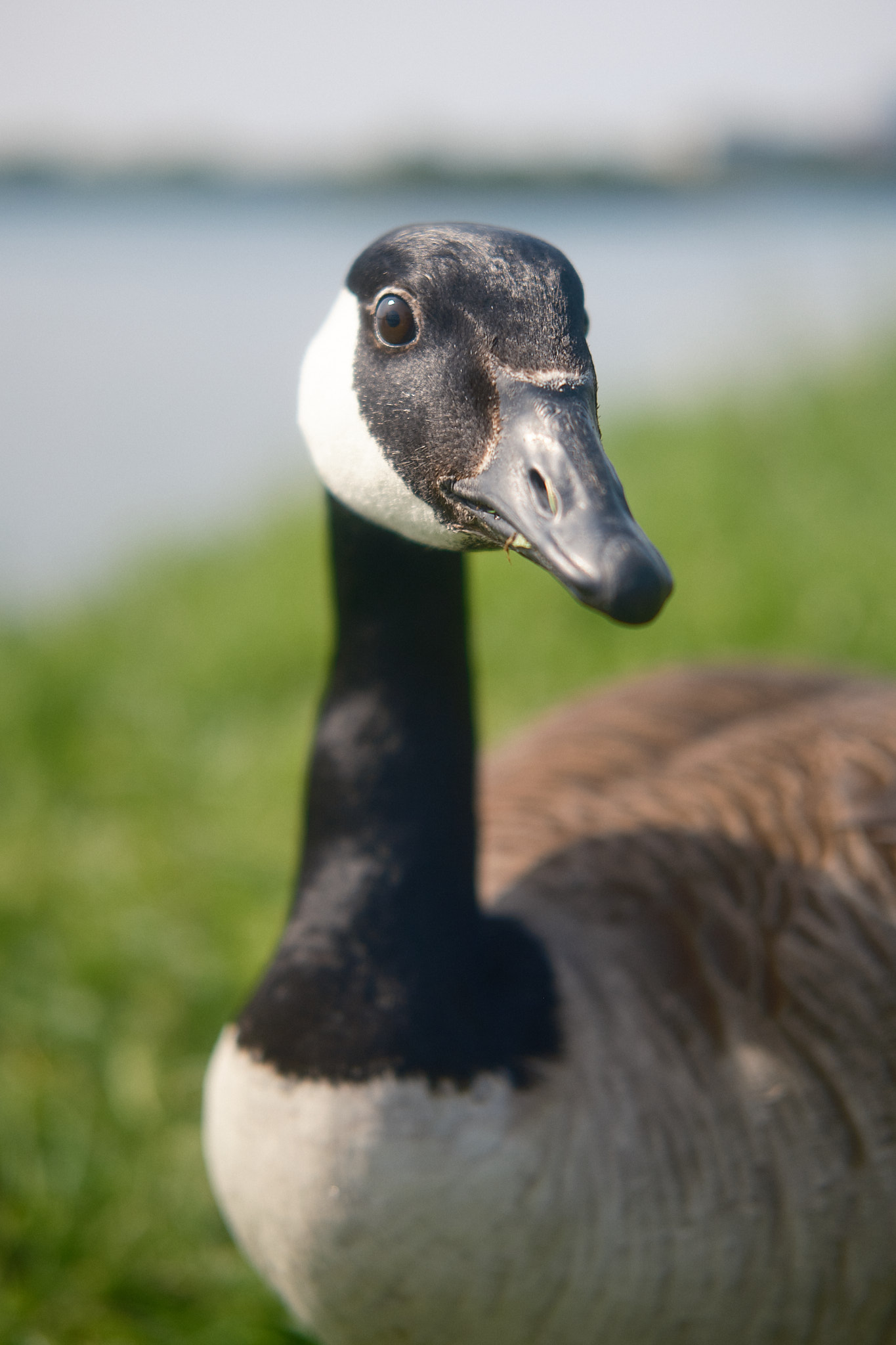 portrait of a goose