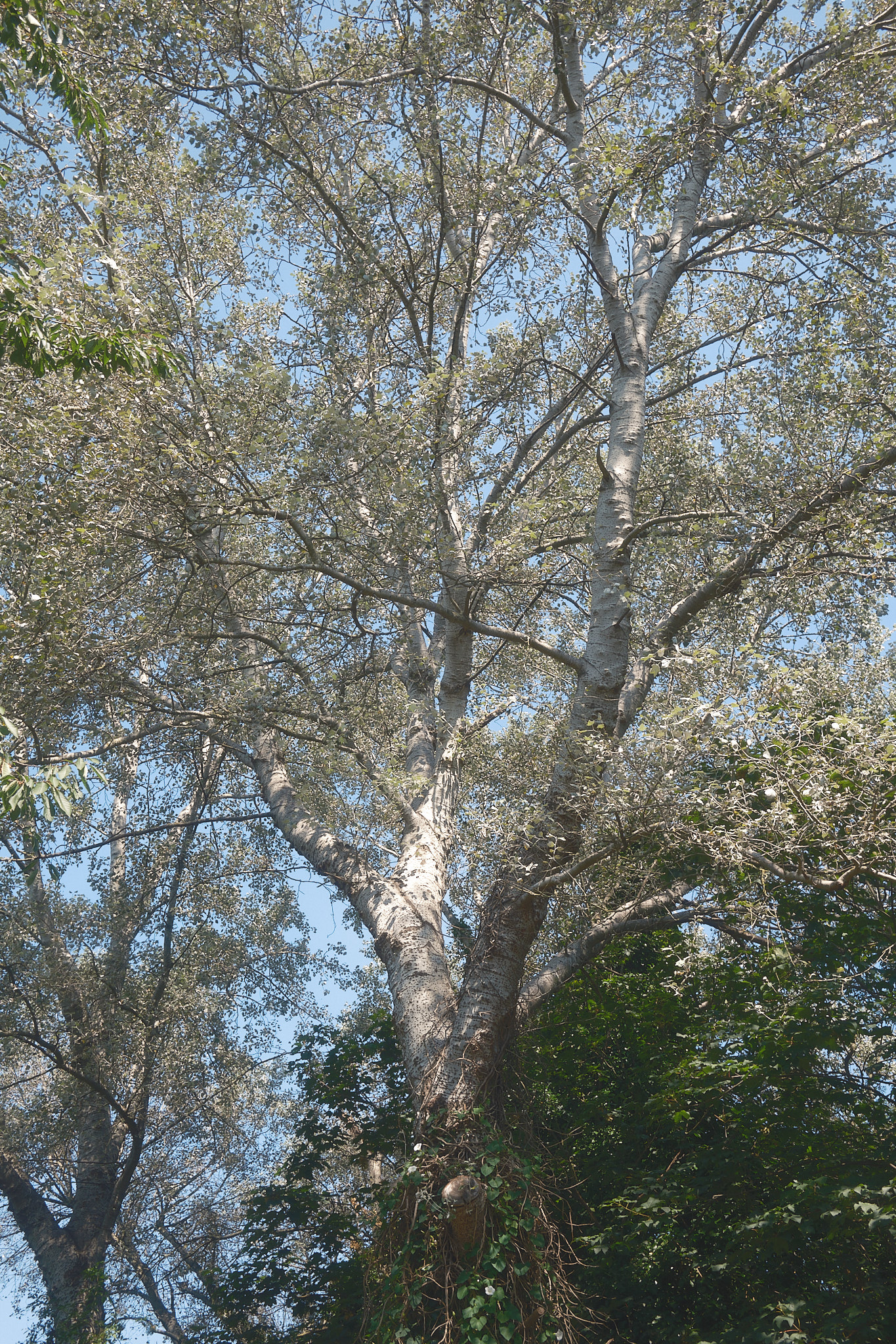 silver tree