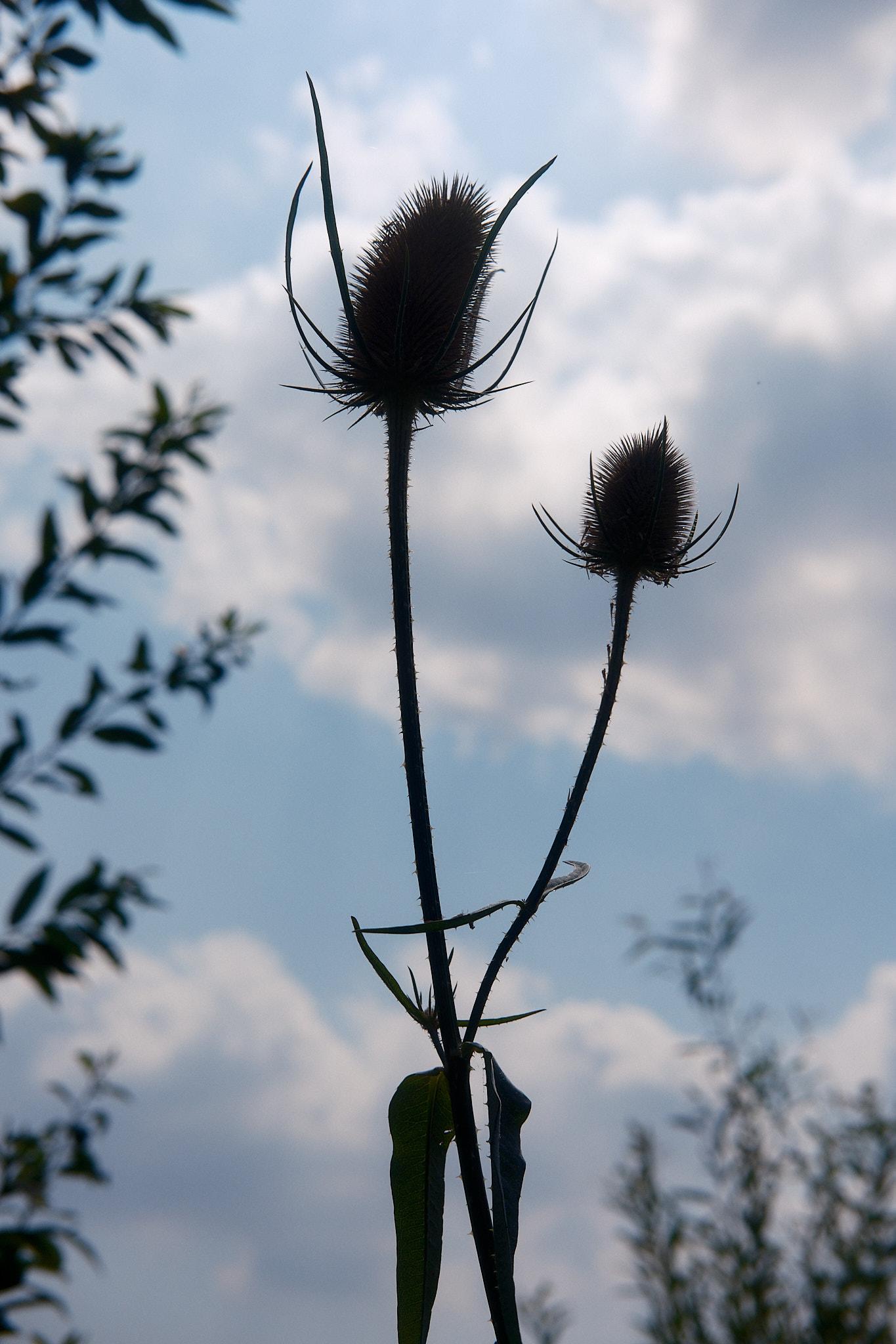 thistles